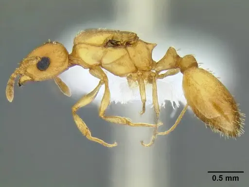 Temnothorax anaphalantus specimen CASENT0339237 image casent0339237_6