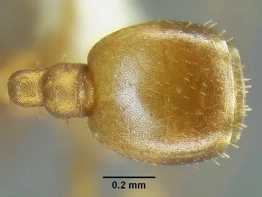 Temnothorax anaphalantus specimen CASENT0339238 image casent0339238_1