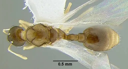 Temnothorax anaphalantus specimen CASENT0339242 image casent0339242_1