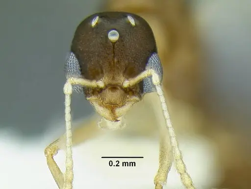 Temnothorax anaphalantus specimen CASENT0339242 image casent0339242_2