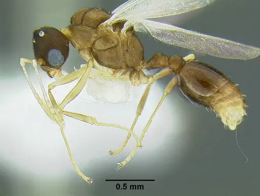 Temnothorax anaphalantus specimen CASENT0339242 image casent0339242_3