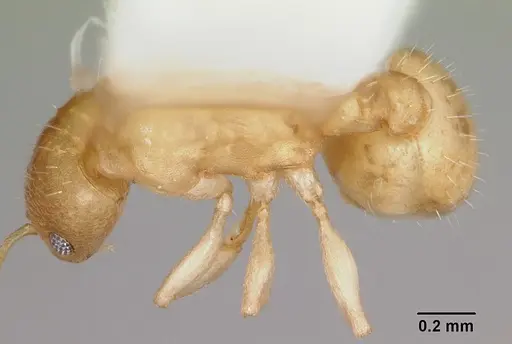 Temnothorax andersoni specimen CASENT0103161 image casent0103161_1