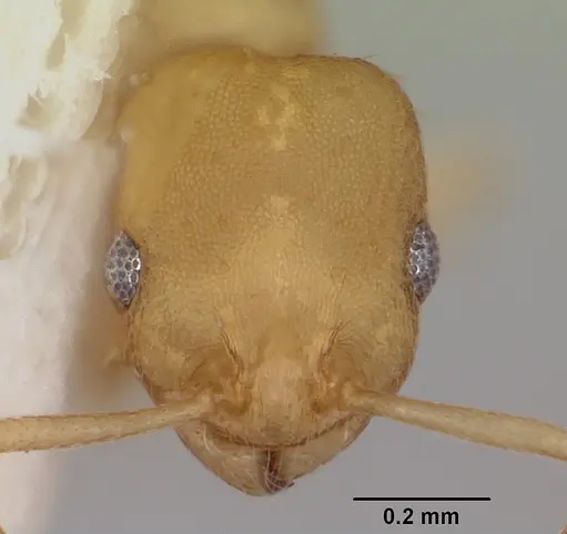 Temnothorax andersoni specimen CASENT0103161 image casent0103161_2