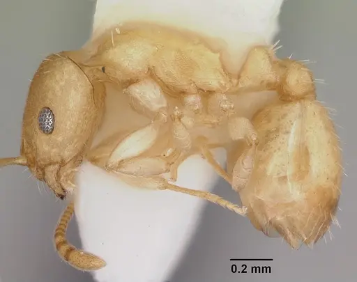 Temnothorax andersoni specimen CASENT0103161 image casent0103161_3
