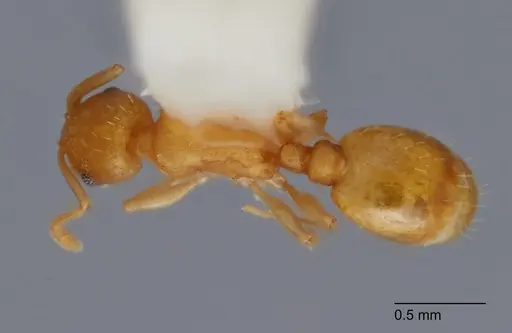 Temnothorax andersoni specimen UTEPENTO60000 image utepento60000_1