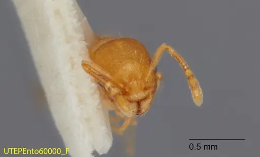 Temnothorax andersoni specimen UTEPENTO60000 image utepento60000_2
