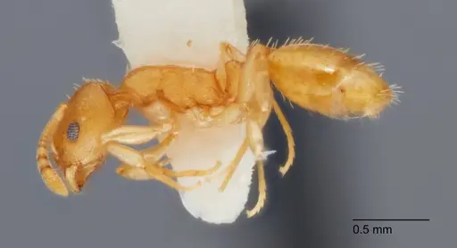 Temnothorax andersoni specimen UTEPENTO60000 image utepento60000_3
