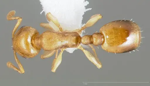 Temnothorax andrei specimen CASENT0005683 image casent0005683_1