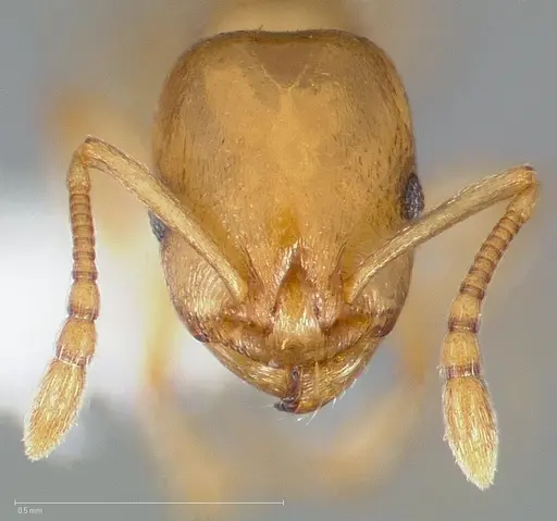 Temnothorax andrei specimen CASENT0005683 image casent0005683_2