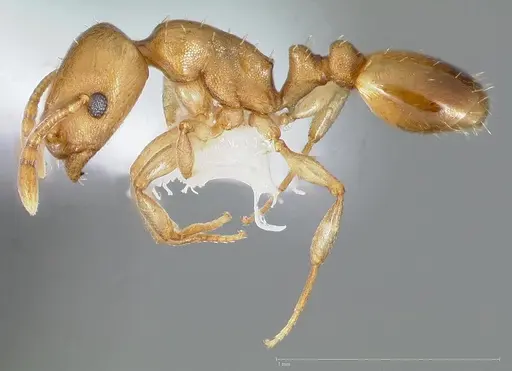 Temnothorax andrei specimen CASENT0005683 image casent0005683_3