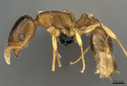 Temnothorax andrei specimen CASENT0009705 image casent0009705_1