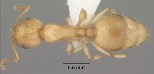 Temnothorax andrei specimen CASENT0102835 image casent0102835_1