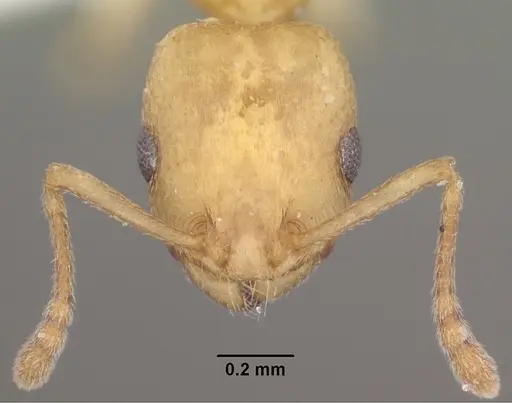 Temnothorax andrei specimen CASENT0102835 image casent0102835_2