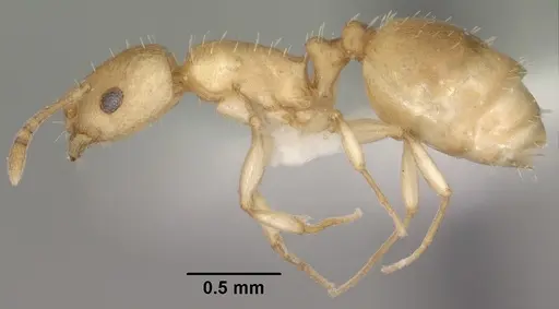 Temnothorax andrei specimen CASENT0102835 image casent0102835_3