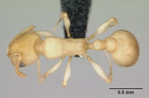 Temnothorax andrei specimen CASENT0118276 image casent0118276_1