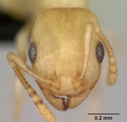 Temnothorax andrei specimen CASENT0118276 image casent0118276_2