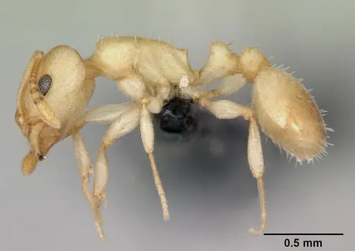 Temnothorax andrei specimen CASENT0118276 image casent0118276_3