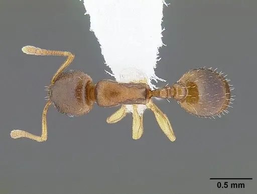 Temnothorax andrei specimen CASENT0221911 image casent0221911_1