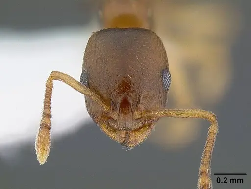 Temnothorax andrei specimen CASENT0221911 image casent0221911_2