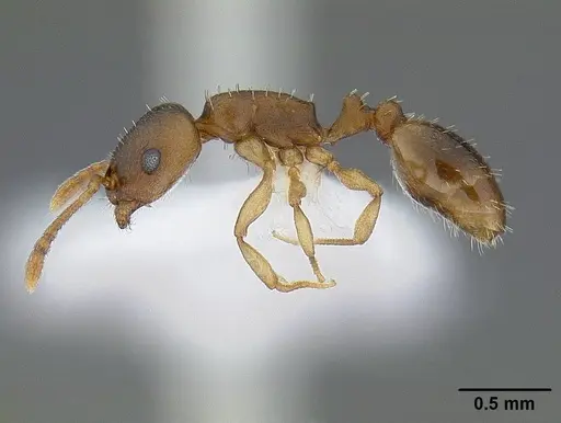Temnothorax andrei specimen CASENT0221911 image casent0221911_3