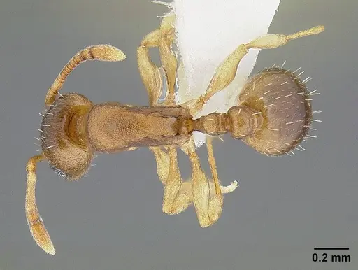 Temnothorax andrei specimen CASENT0732640 image casent0732640_1