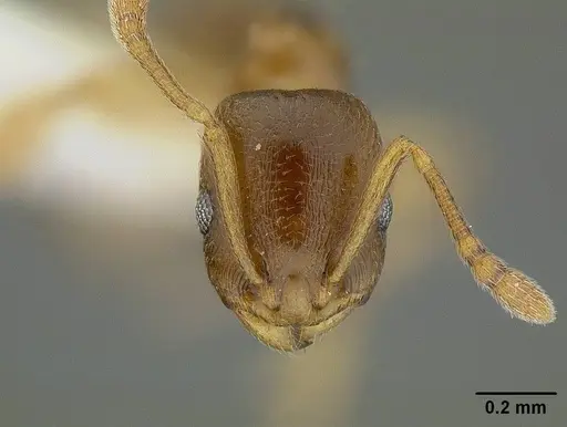 Temnothorax andrei specimen CASENT0732640 image casent0732640_2
