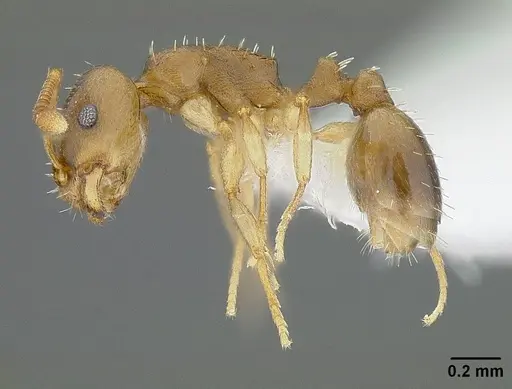 Temnothorax andrei specimen CASENT0732640 image casent0732640_3