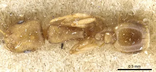 Temnothorax andrei specimen CASENT0904748 image casent0904748_1