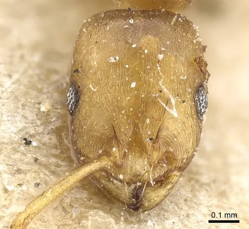 Temnothorax andrei specimen CASENT0904748 image casent0904748_2