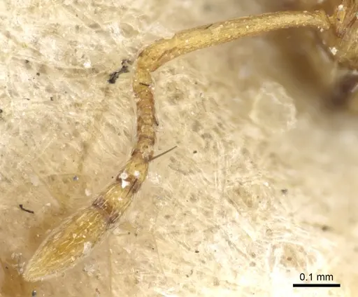 Temnothorax andrei specimen CASENT0904748 image casent0904748_3