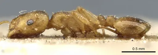 Temnothorax andrei specimen CASENT0904748 image casent0904748_4