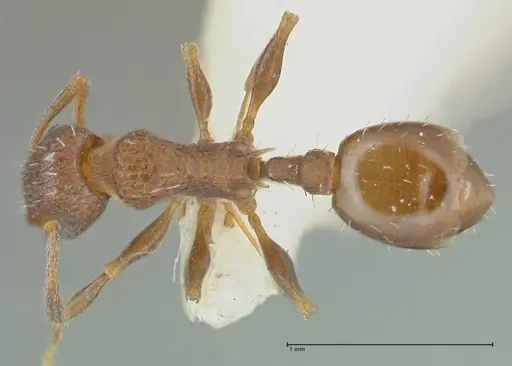 Temnothorax andrei specimen FOCOL1861 image focol1861_1