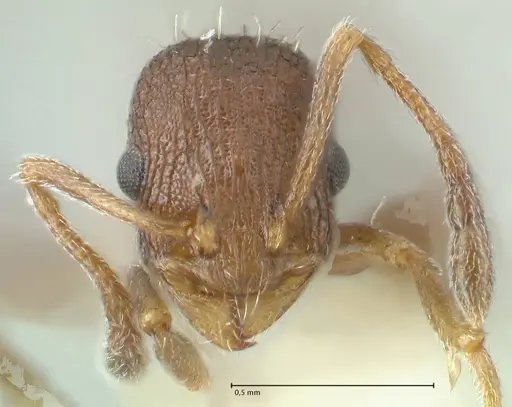 Temnothorax andrei specimen FOCOL1861 image focol1861_2