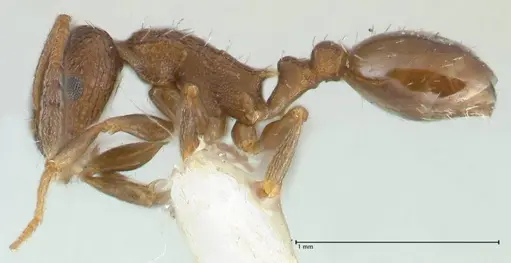 Temnothorax andrei specimen FOCOL1861 image focol1861_3