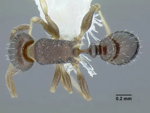 Temnothorax androsanus specimen CASENT0758350 image casent0758350_1