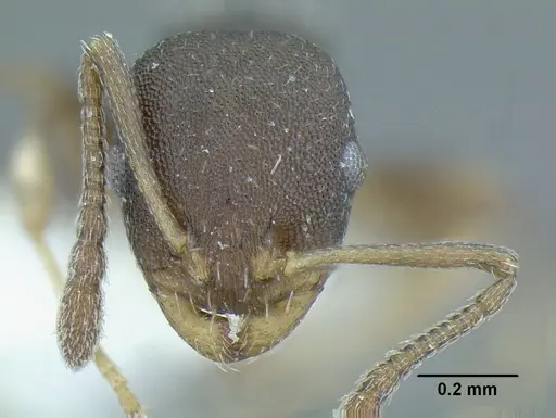 Temnothorax androsanus specimen CASENT0758350 image casent0758350_2