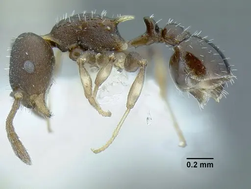 Temnothorax androsanus specimen CASENT0758350 image casent0758350_3