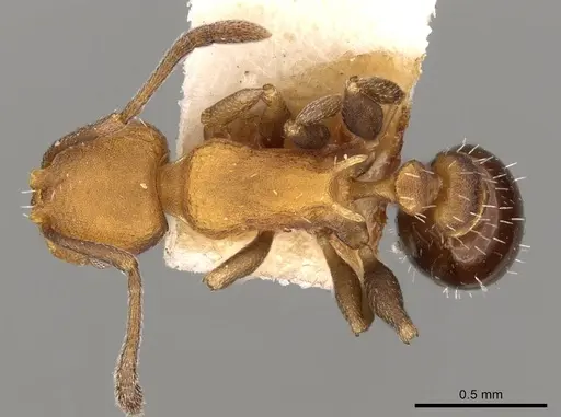 Temnothorax androsanus specimen CASENT0914182 image casent0914182_1