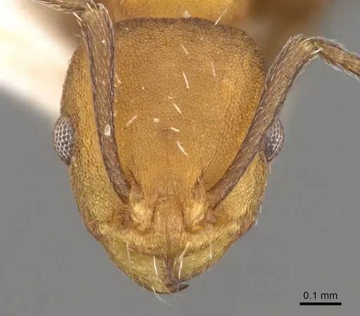 Temnothorax androsanus specimen CASENT0914182 image casent0914182_2