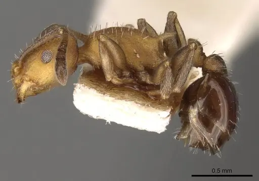 Temnothorax androsanus specimen CASENT0914182 image casent0914182_3