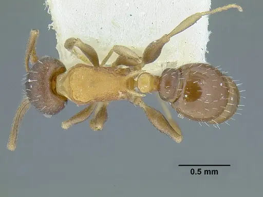 Temnothorax androsanus specimen MCZENT00021003 image mczent00021003_1