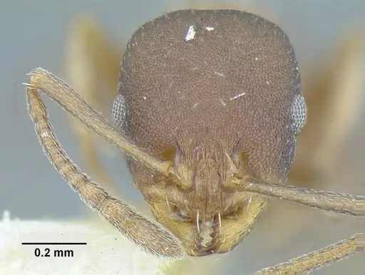 Temnothorax androsanus specimen MCZENT00021003 image mczent00021003_2