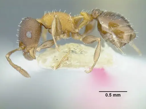 Temnothorax androsanus specimen MCZENT00021003 image mczent00021003_3
