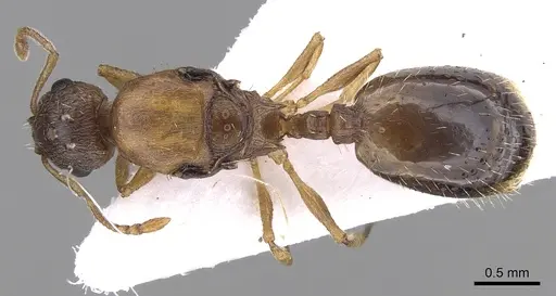 Temnothorax angulinodis specimen CASENT0906028 image casent0906028_1