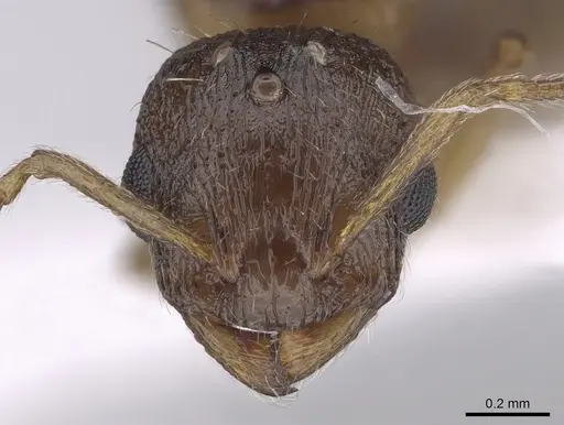 Temnothorax angulinodis specimen CASENT0906028 image casent0906028_2