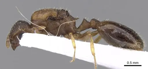 Temnothorax angulinodis specimen CASENT0906028 image casent0906028_3