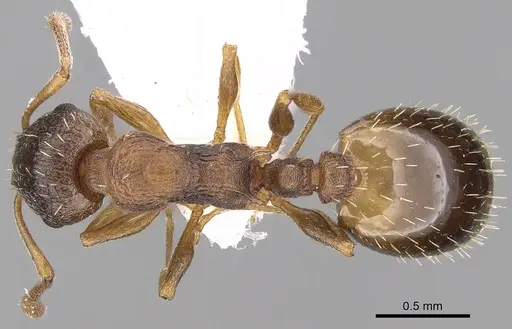 Temnothorax angulinodis specimen CASENT0906029 image casent0906029_1