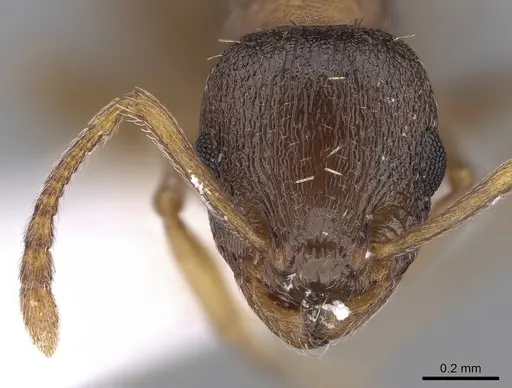 Temnothorax angulinodis specimen CASENT0906029 image casent0906029_2