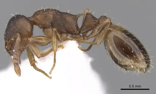 Temnothorax angulinodis specimen CASENT0906029 image casent0906029_3