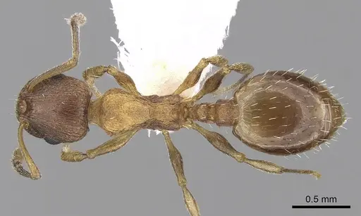 Temnothorax angulinodis specimen CASENT0906030 image casent0906030_1